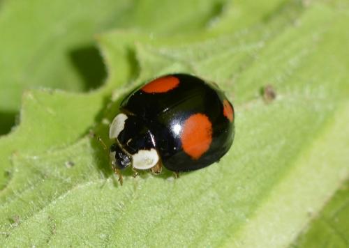 Réf. 183 956 : Harmonia axyridis